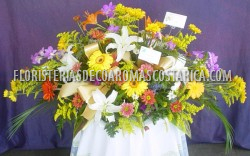 Tributos 5